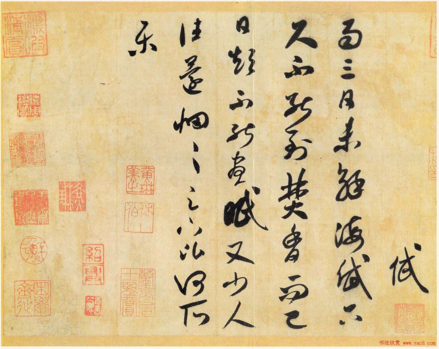 顶鷨