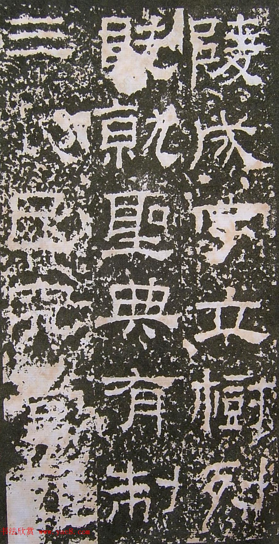 鱮̡