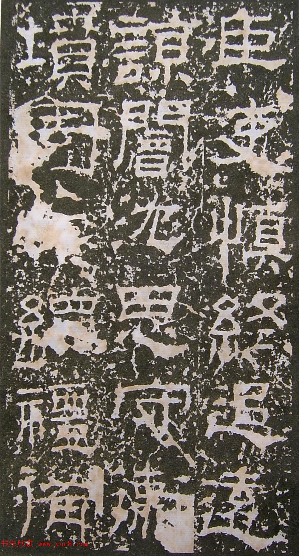 鱮̡