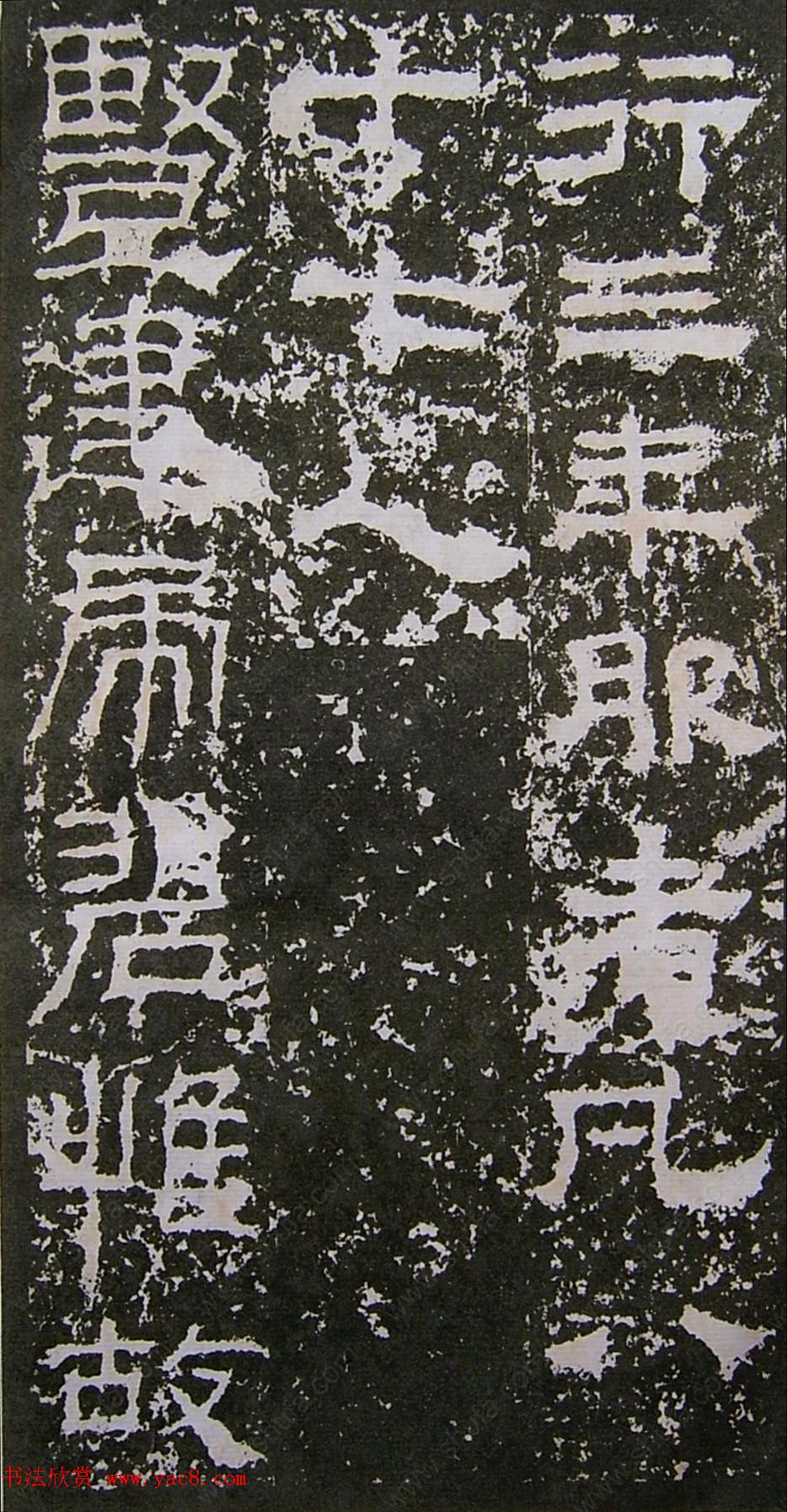 鱮̡