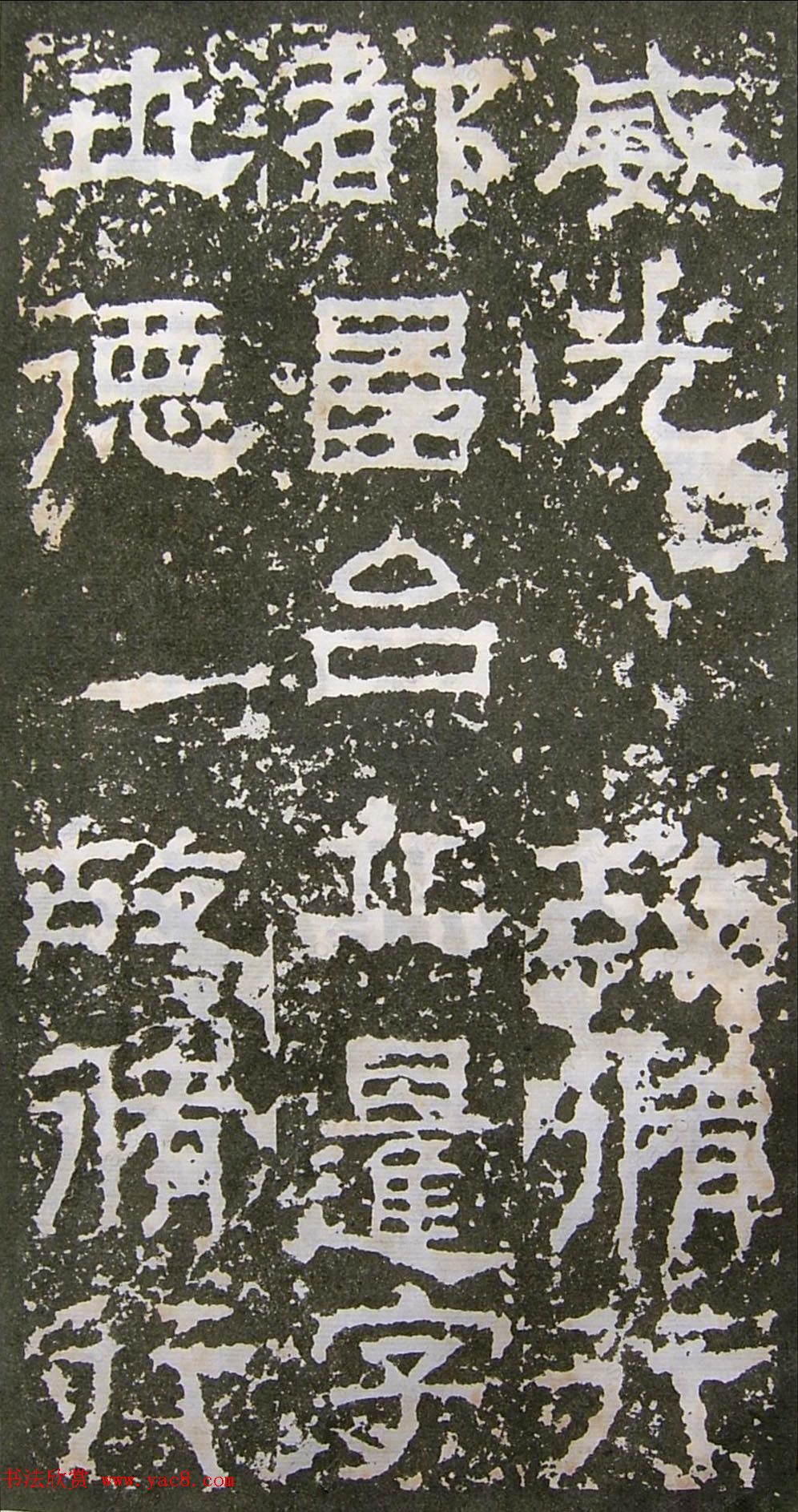 鱮̡