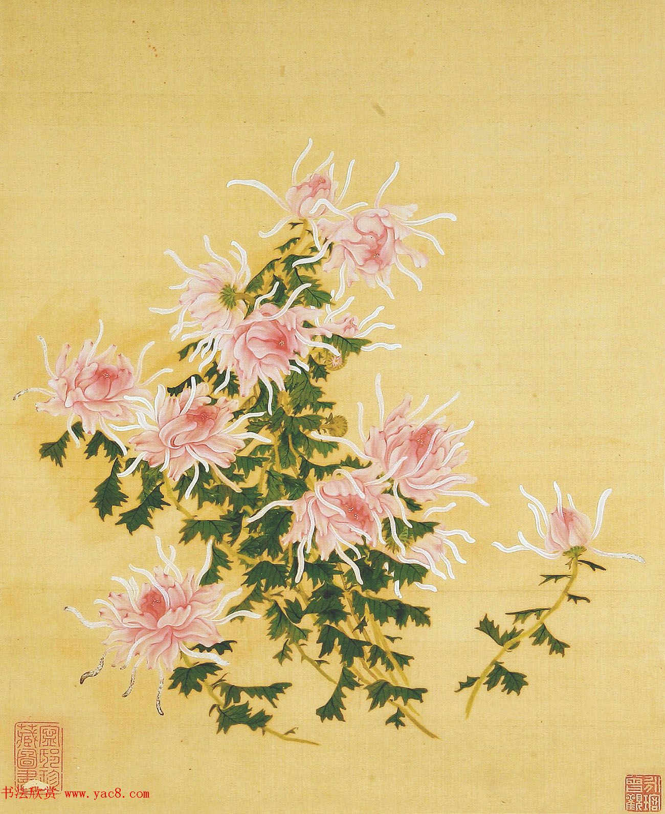 鷨տ}顶סҳ
