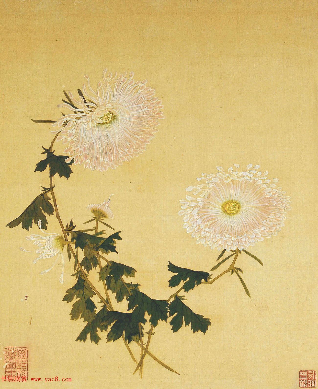 鷨տ}顶סҳ