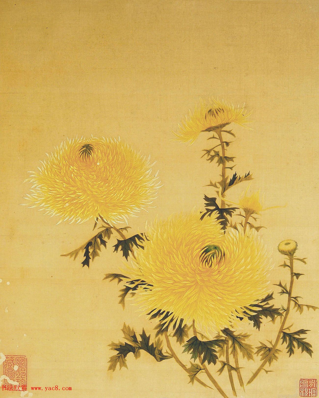 鷨տ}顶סҳ