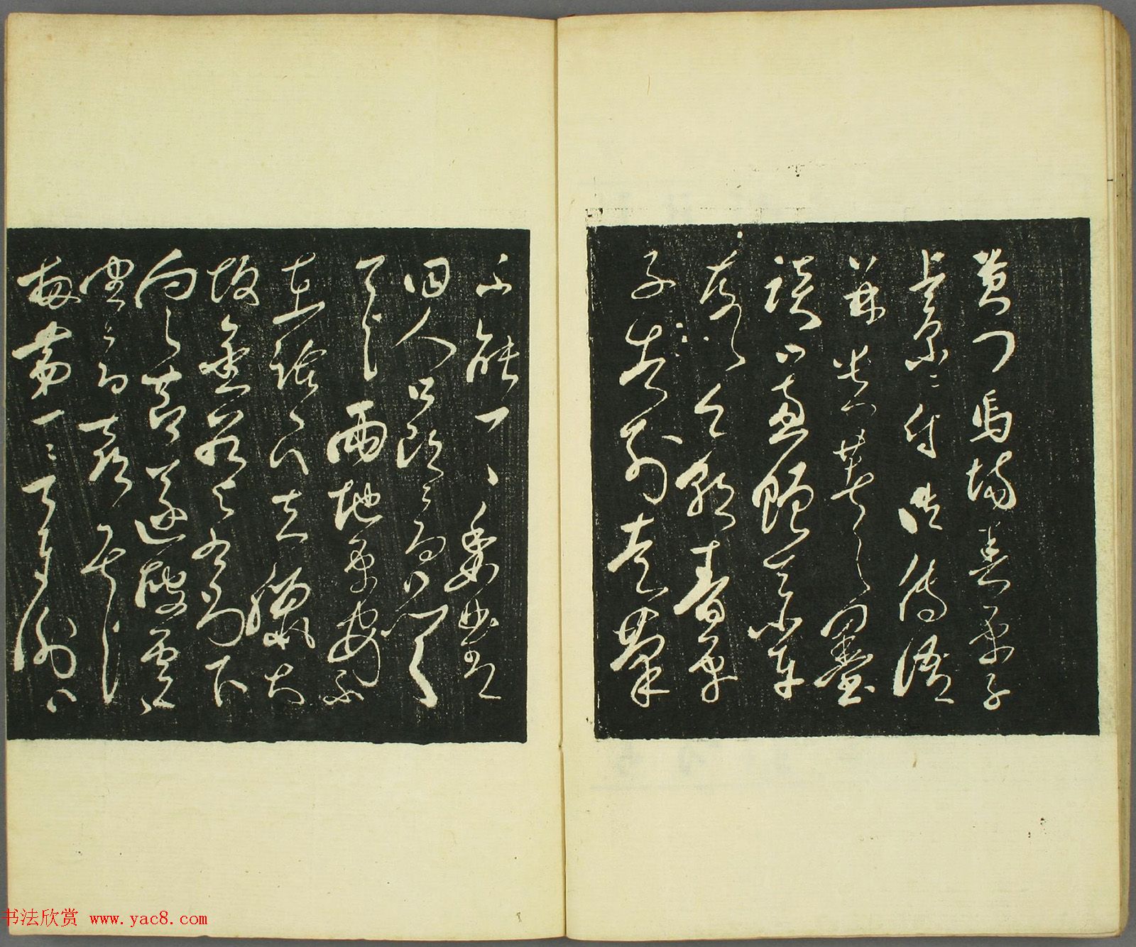 ձ鷨֡
